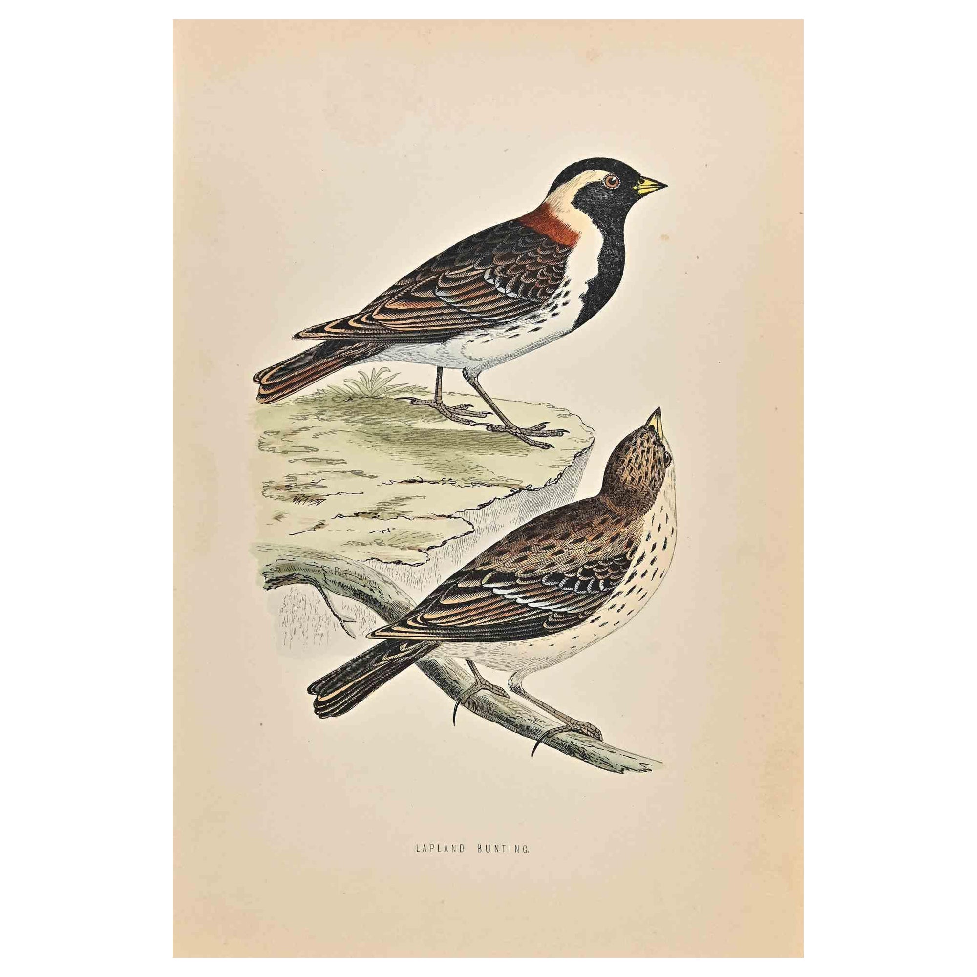 Lapland Bunting is a modern artwork realized in 1870 by the British artist Alexander Francis Lydon (1836-1917) . 

Woodcut print on ivory-colored paper.

Hand-colored, published by London, Bell & Sons, 1870.  

The name of the bird is printed on the