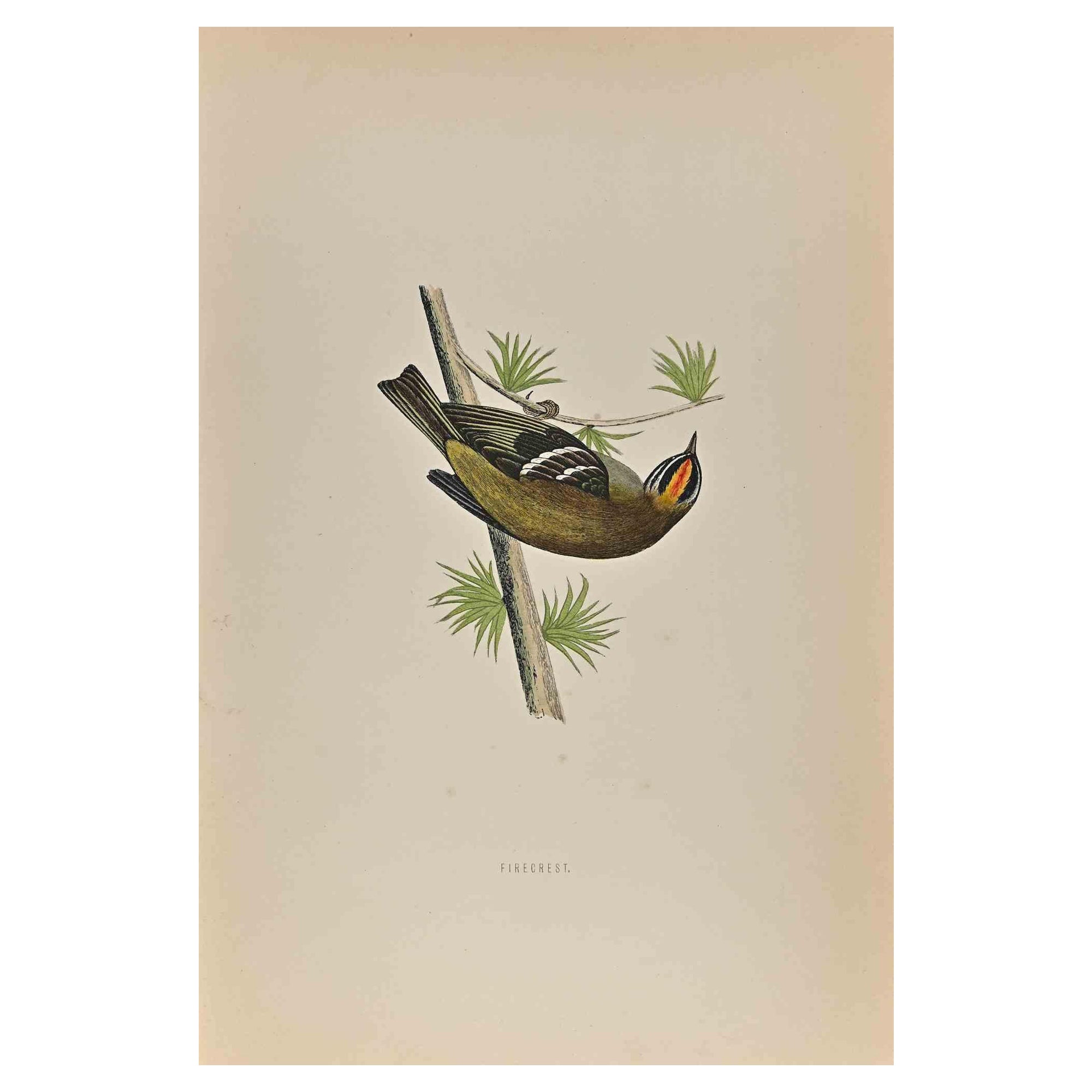 Firecrest is a modern artwork realized in 1870 by the British artist Alexander Francis Lydon (1836-1917) . 

Woodcut print, hand colored, published by London, Bell & Sons, 1870.  Name of the bird printed in plate. This work is part of a print suite