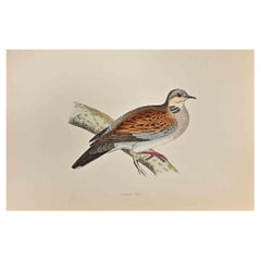 Turtle Dove - Woodcut Print by Alexander Francis Lydon  - 1870