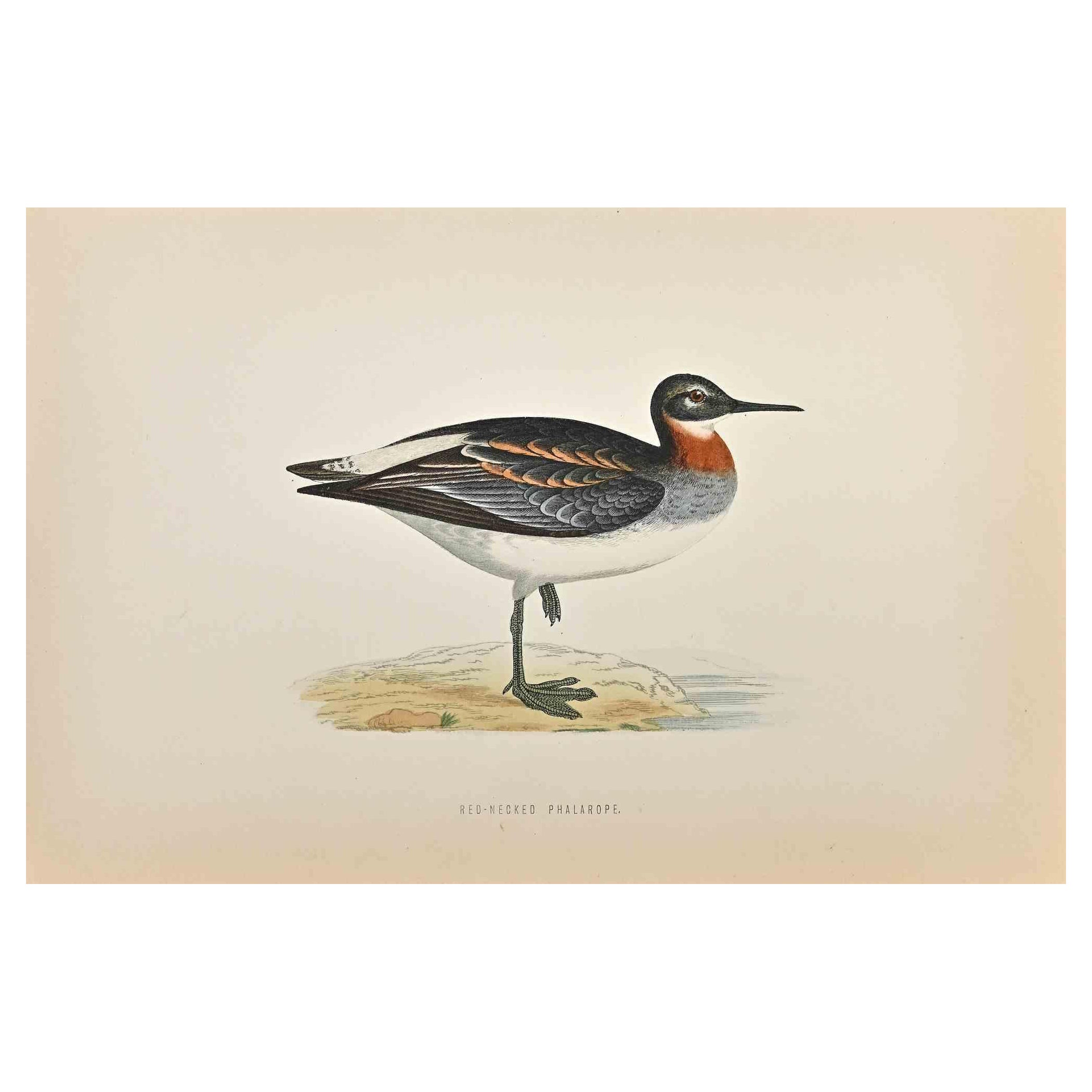 Red-Necked Phalarope is a modern artwork realized in 1870 by the British artist Alexander Francis Lydon (1836-1917). 

Woodcut print on ivory-colored paper.

Hand-colored, published by London, Bell & Sons, 1870.  

The name of the bird is printed on