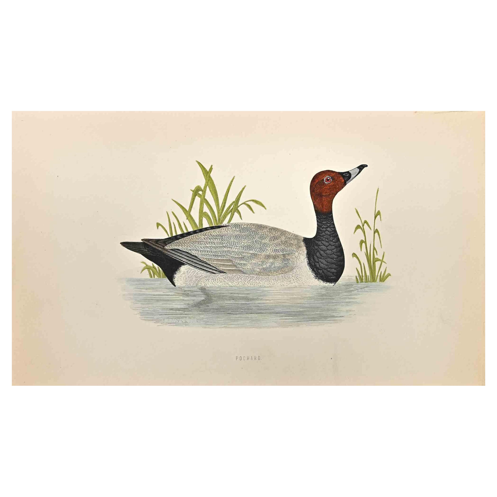 Pochard is a modern artwork realized in 1870 by the British artist Alexander Francis Lydon (1836-1917).

Woodcut print on ivory-colored paper.

Hand-colored, published by London, Bell & Sons, 1870.  

The name of the bird is printed on the plate.