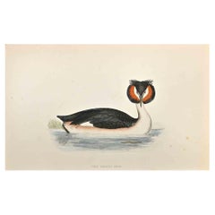 Great Crested Grebe - Impression sur bois d'Alexander Francis Lydon  - 1870