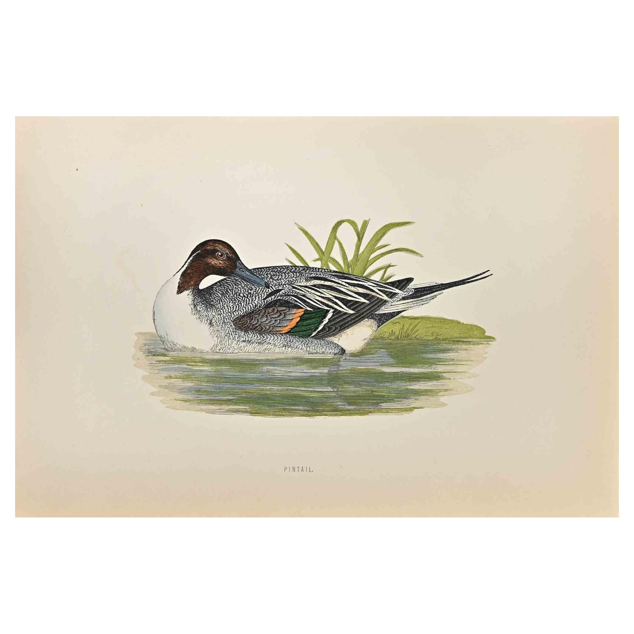 Pintail is a modern artwork realized in 1870 by the British artist Alexander Francis Lydon (1836-1917) . 

Woodcut print on ivory-colored paper.

Hand-colored, published by London, Bell & Sons, 1870.  

The name of the bird is printed on the plate.