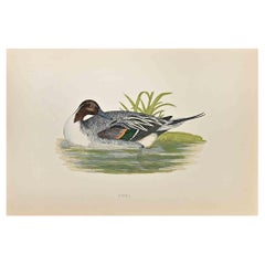Antique Pintail - Woodcut Print by Alexander Francis Lydon  - 1870