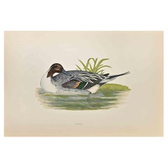 Pintail – Holzschnitt von Alexander Francis Lydon  - 1870