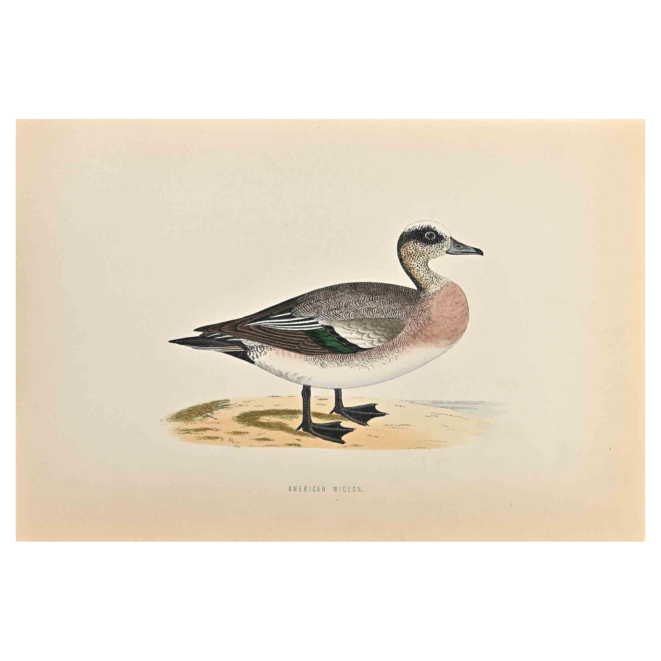 American Wigeon is a modern artwork realized in 1870 by the British artist Alexander Francis Lydon (1836-1917). 

Woodcut print on ivory-colored paper.

Hand-colored, published by London, Bell & Sons, 1870.  

The name of the bird is printed on the