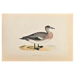 Fischione americano - Stampa xilografica di Alexander Francis Lydon  - 1870