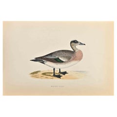 Antique American Wigeon - Woodcut Print by Alexander Francis Lydon  - 1870