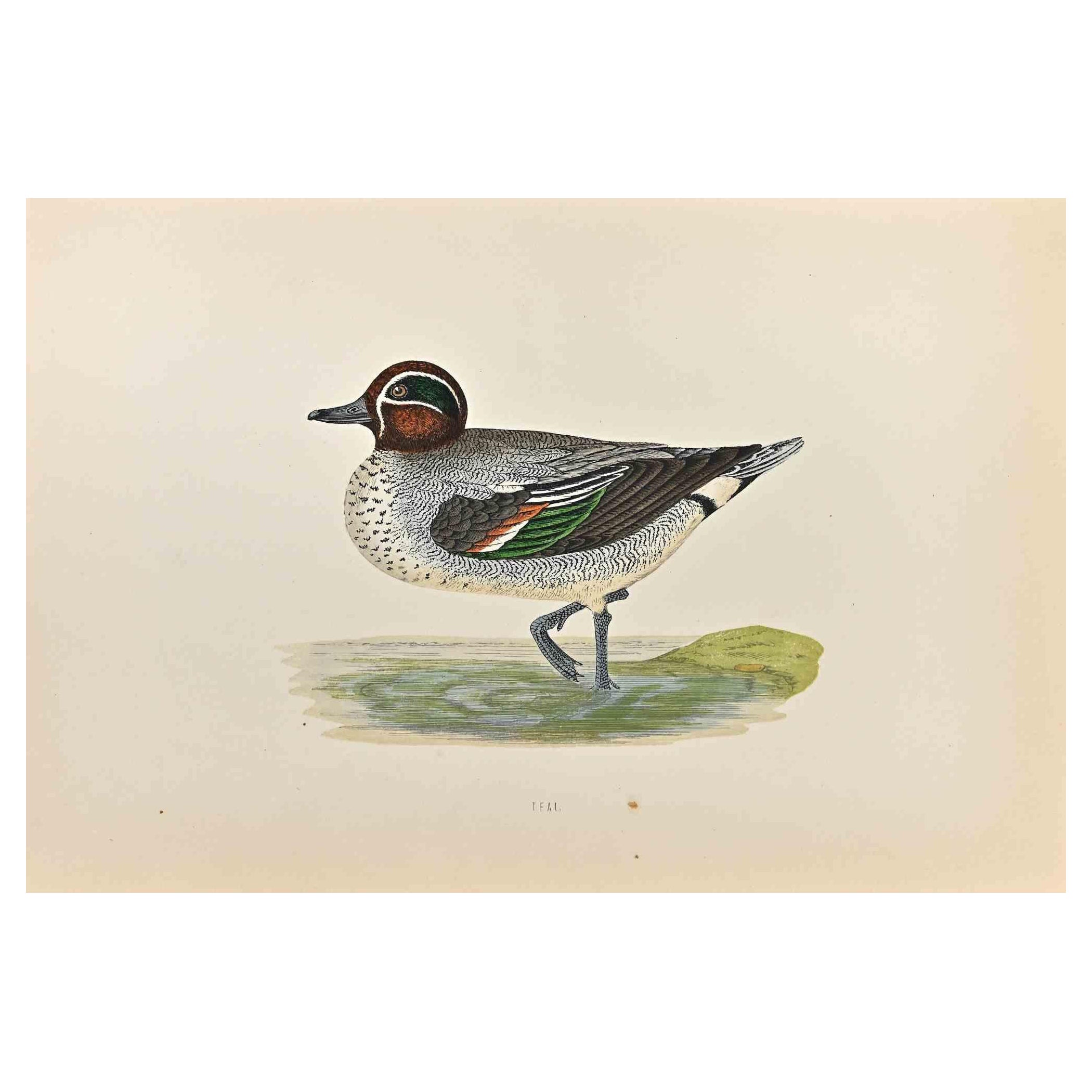 Teal is a modern artwork realized in 1870 by the British artist Alexander Francis Lydon (1836-1917).

Woodcut print on ivory-colored paper.

Hand-colored, published by London, Bell & Sons, 1870.  

The name of the bird is printed on the plate. This