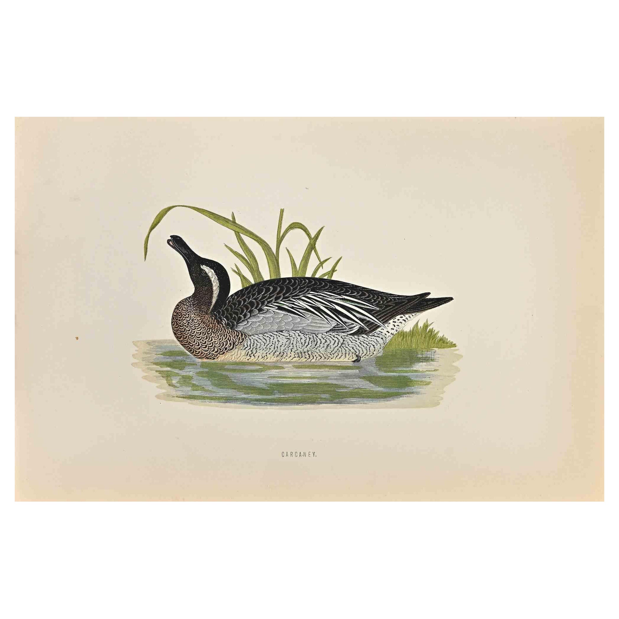 Garganey is a modern artwork realized in 1870 by the British artist Alexander Francis Lydon (1836-1917).

Woodcut print on ivory-colored paper.

Hand-colored, published by London, Bell & Sons, 1870.  

The name of the bird is printed on the plate.