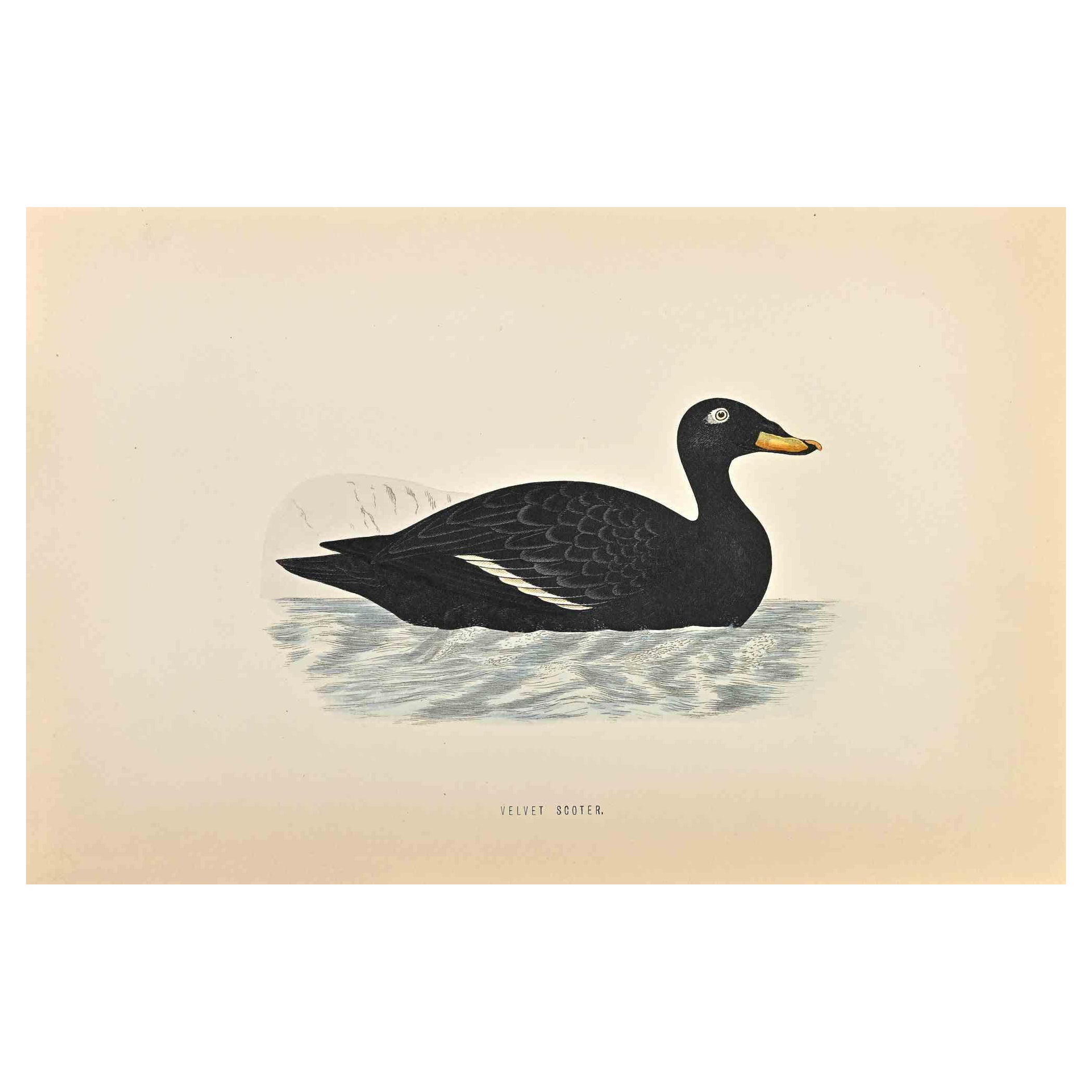 Velvet Scoter is a modern artwork realized in 1870 by the British artist Alexander Francis Lydon (1836-1917).

Woodcut print on ivory-colored paper.

Hand-colored, published by London, Bell & Sons, 1870.  

The name of the bird is printed on the
