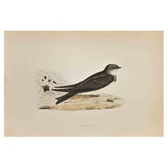 Antique Sand Martin - Woodcut Print by Alexander Francis Lydon  - 1870