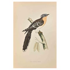 Antique Great Spotted Cuckoo- Woodcut Print by Alexander Francis Lydon  - 1870