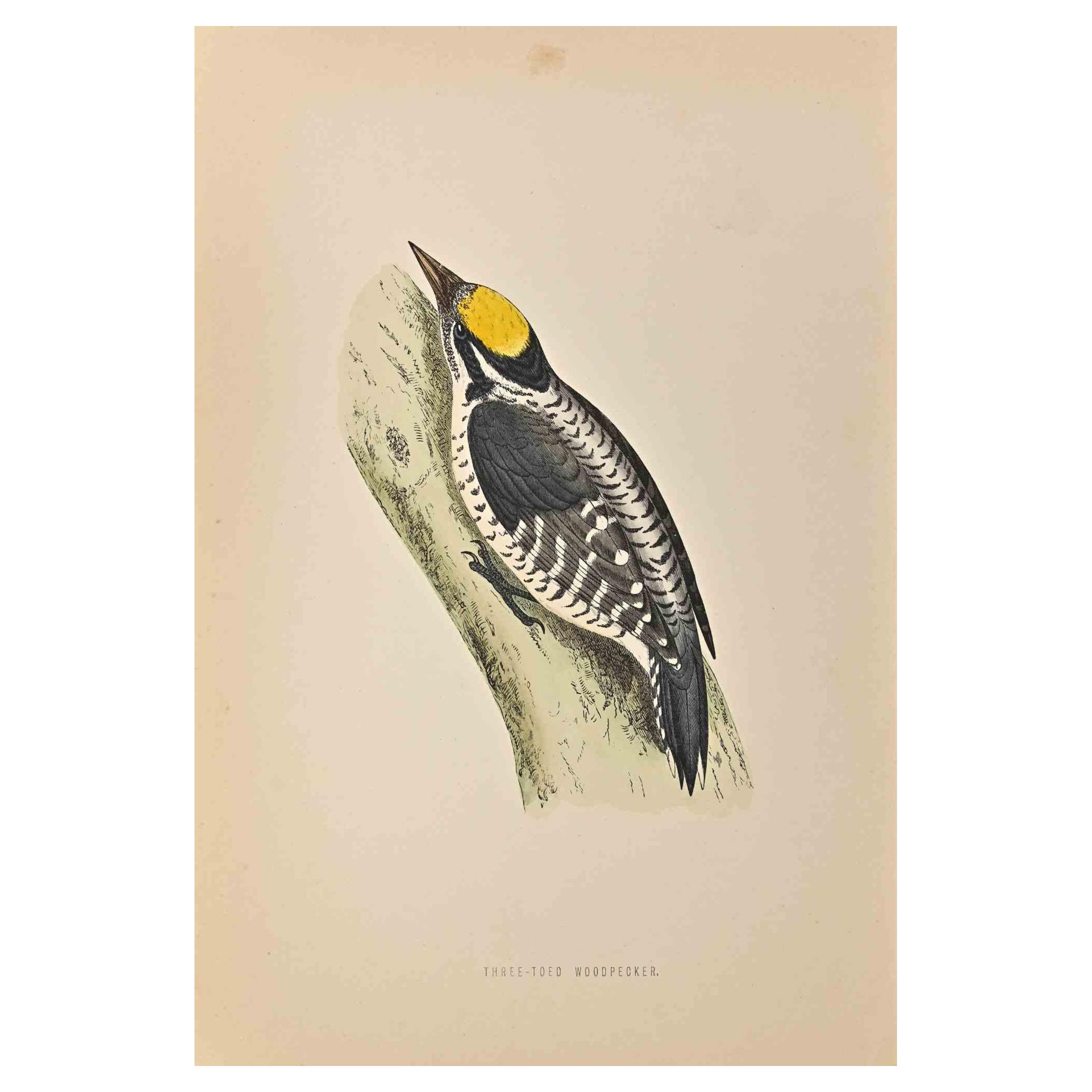 Three-Toed Woodpecker is a modern artwork realized in 1870 by the British artist Alexander Francis Lydon (1836-1917) . 

Woodcut print, hand colored, published by London, Bell & Sons, 1870.  Name of the bird printed in plate. This work is part of a