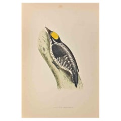 Three-Toed Woodpecker- Woodcut Print by Alexander Francis Lydon  - 1870