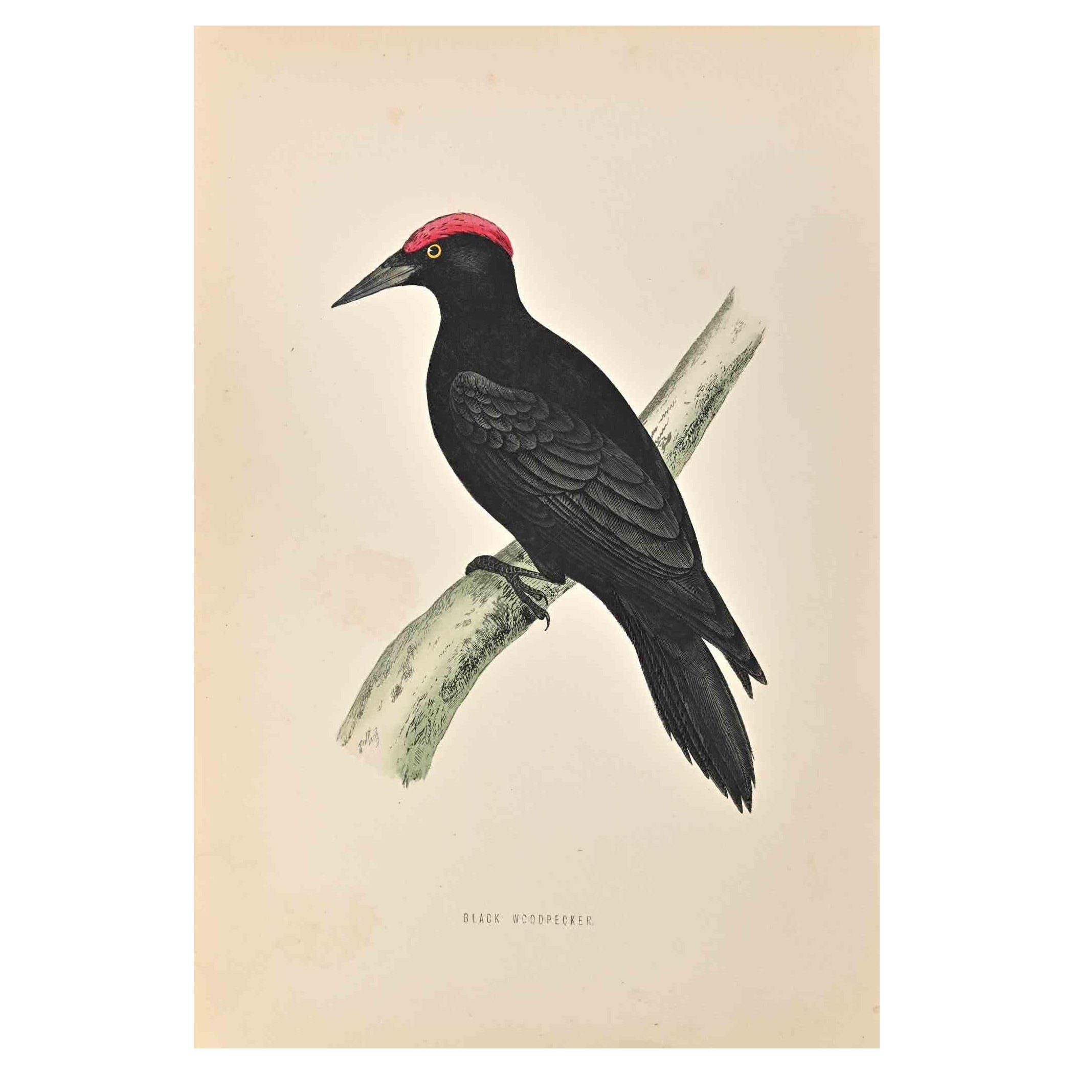 Black Woodpecker is a modern artwork realized in 1870 by the British artist Alexander Francis Lydon (1836-1917) . 

Woodcut print, hand colored, published by London, Bell & Sons, 1870.  Name of the bird printed in plate. This work is part of a print