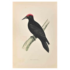 Woodpecker noir - Impression sur bois d'Alexander Francis Lydon  - 1870
