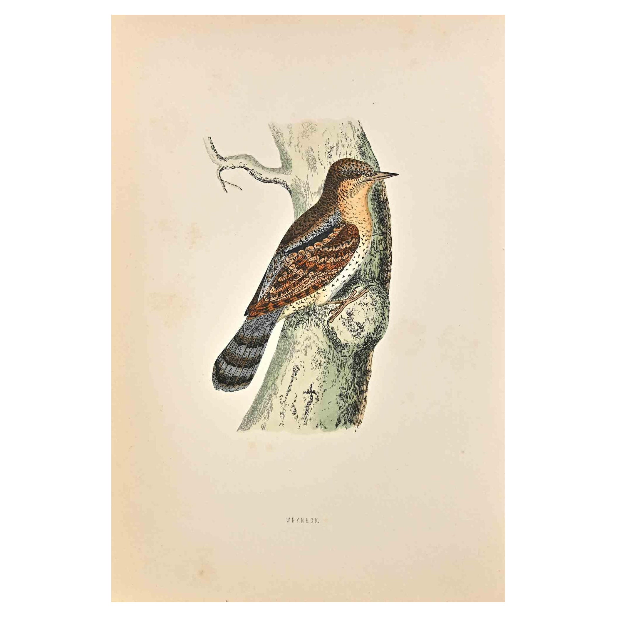 Wryneck is a modern artwork realized in 1870 by the British artist Alexander Francis Lydon (1836-1917) . 

Woodcut print, hand colored, published by London, Bell & Sons, 1870.  Name of the bird printed in plate. This work is part of a print suite
