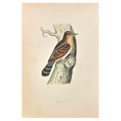 Wryneck - Woodcut Print by Alexander Francis Lydon  - 1870