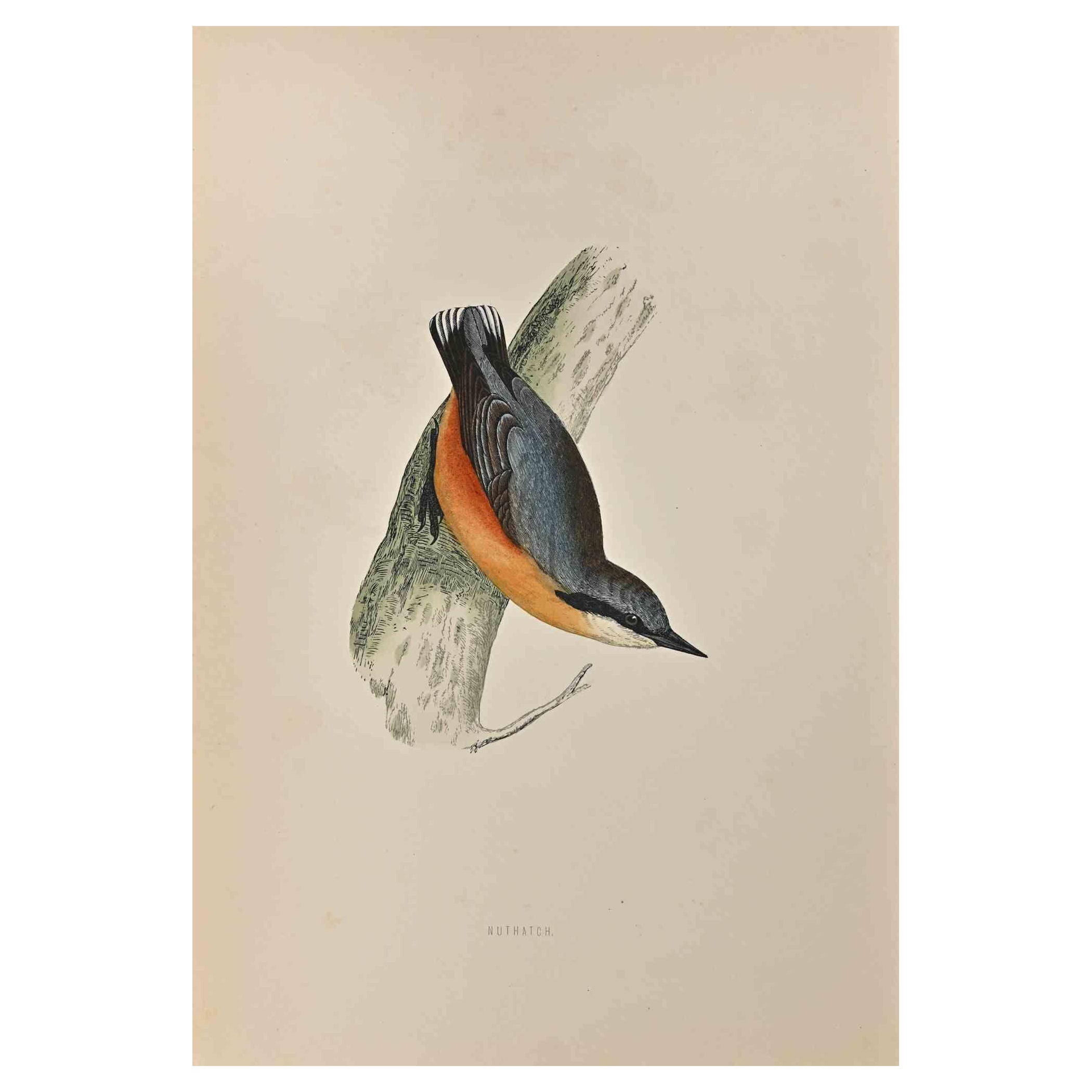 Nuthatch is a modern artwork realized in 1870 by the British artist Alexander Francis Lydon (1836-1917) . 

Woodcut print, hand colored, published by London, Bell & Sons, 1870.  Name of the bird printed in plate. This work is part of a print suite