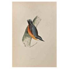 Antique Nuthatch - Woodcut Print by Alexander Francis Lydon  - 1870