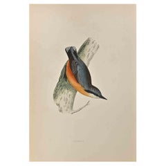 Nuthatch – Holzschnitt von Alexander Francis Lydon  - 1870