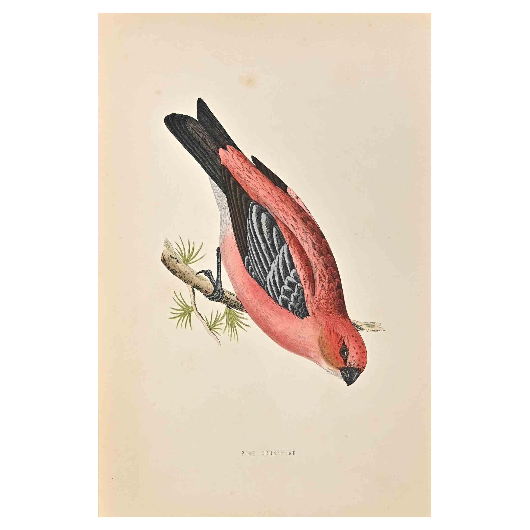 Pine Grossbeak is a modern artwork realized in 1870 by the British artist Alexander Francis Lydon (1836-1917) . 

Woodcut print, hand colored, published by London, Bell & Sons, 1870.  Name of the bird printed in plate. This work is part of a print