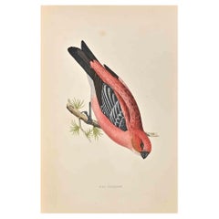 Grossbeak en pin - Impression sur bois d'Alexander Francis Lydon  - 1870