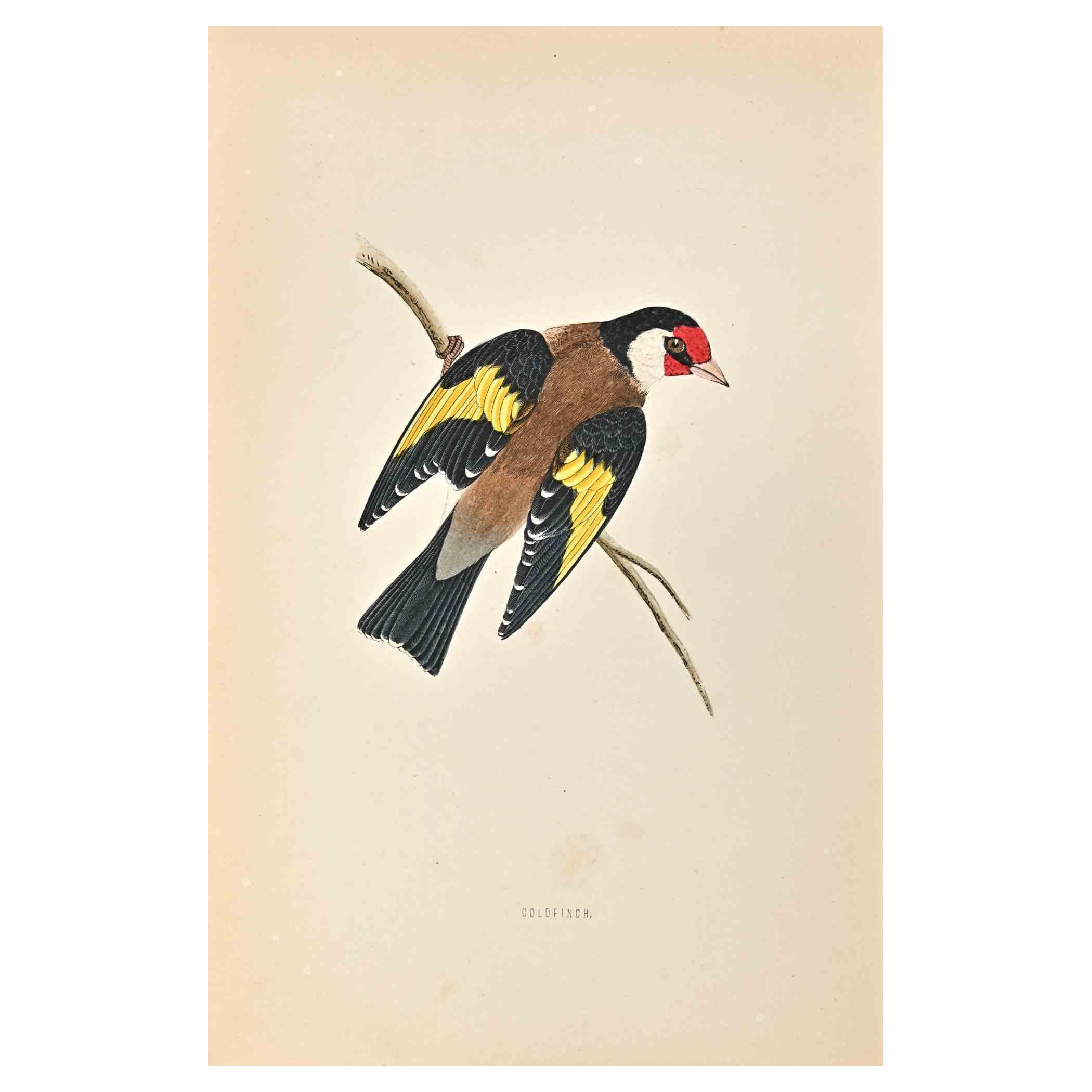 Goldfingh is a modern artwork realized in 1870 by the British artist Alexander Francis Lydon (1836-1917) . 

Woodcut print, hand colored, published by London, Bell & Sons, 1870.  Name of the bird printed in plate. This work is part of a print suite