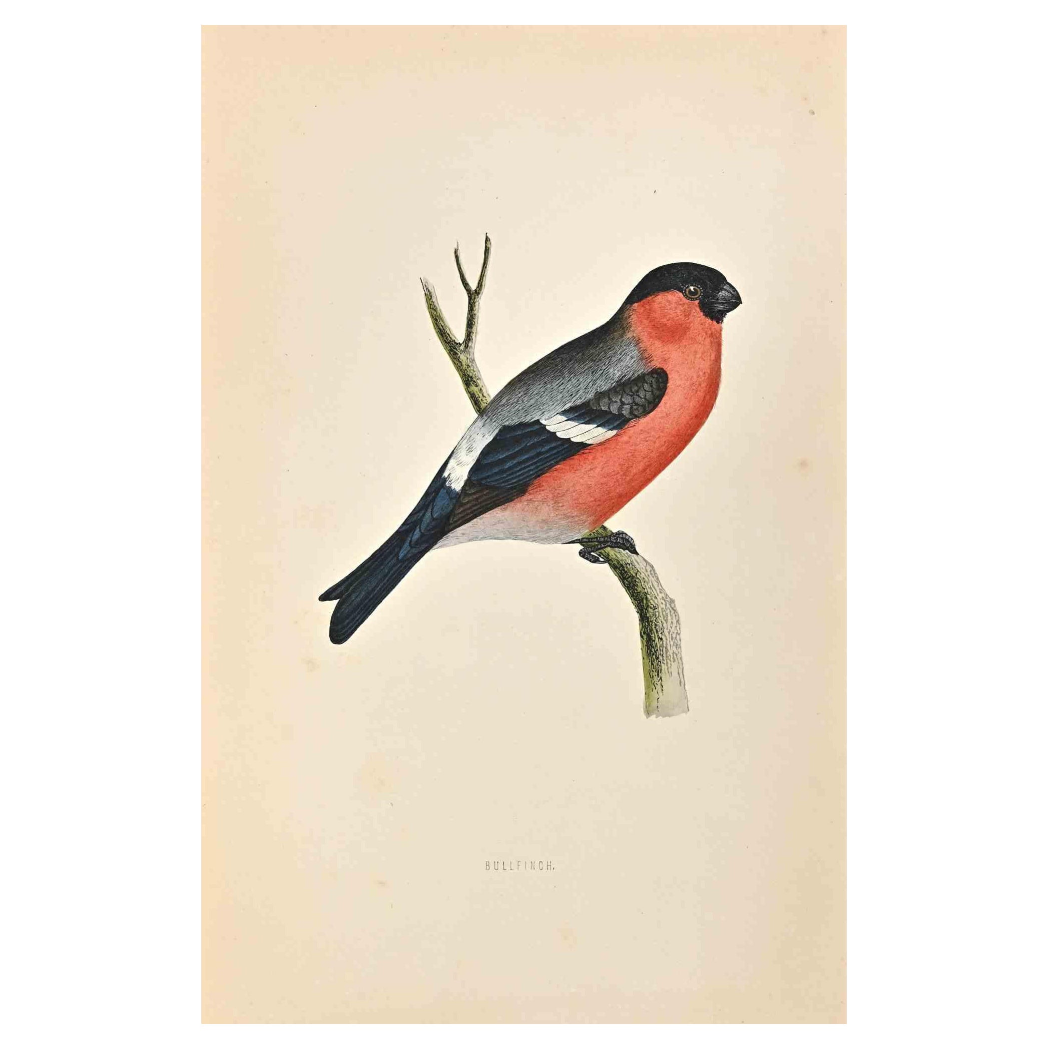 Bullfingh is a modern artwork realized in 1870 by the British artist Alexander Francis Lydon (1836-1917) . 

Woodcut print, hand colored, published by London, Bell & Sons, 1870.  Name of the bird printed in plate. This work is part of a print suite