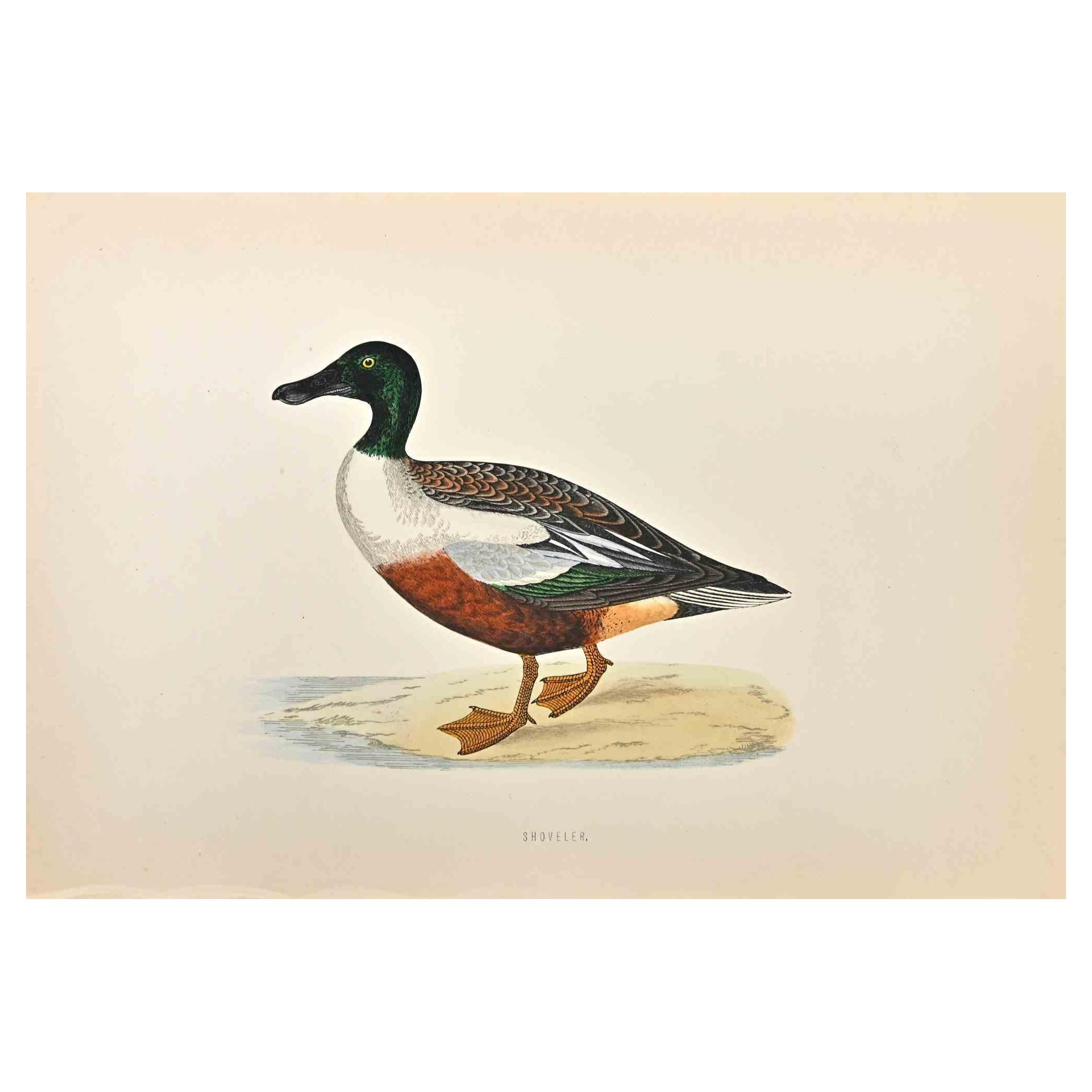 Shoveler  is a modern artwork realized in 1870 by the British artist Alexander Francis Lydon (1836-1917) . 

Woodcut print, hand colored, published by London, Bell & Sons, 1870.  Name of the bird printed in plate. This work is part of a print suite