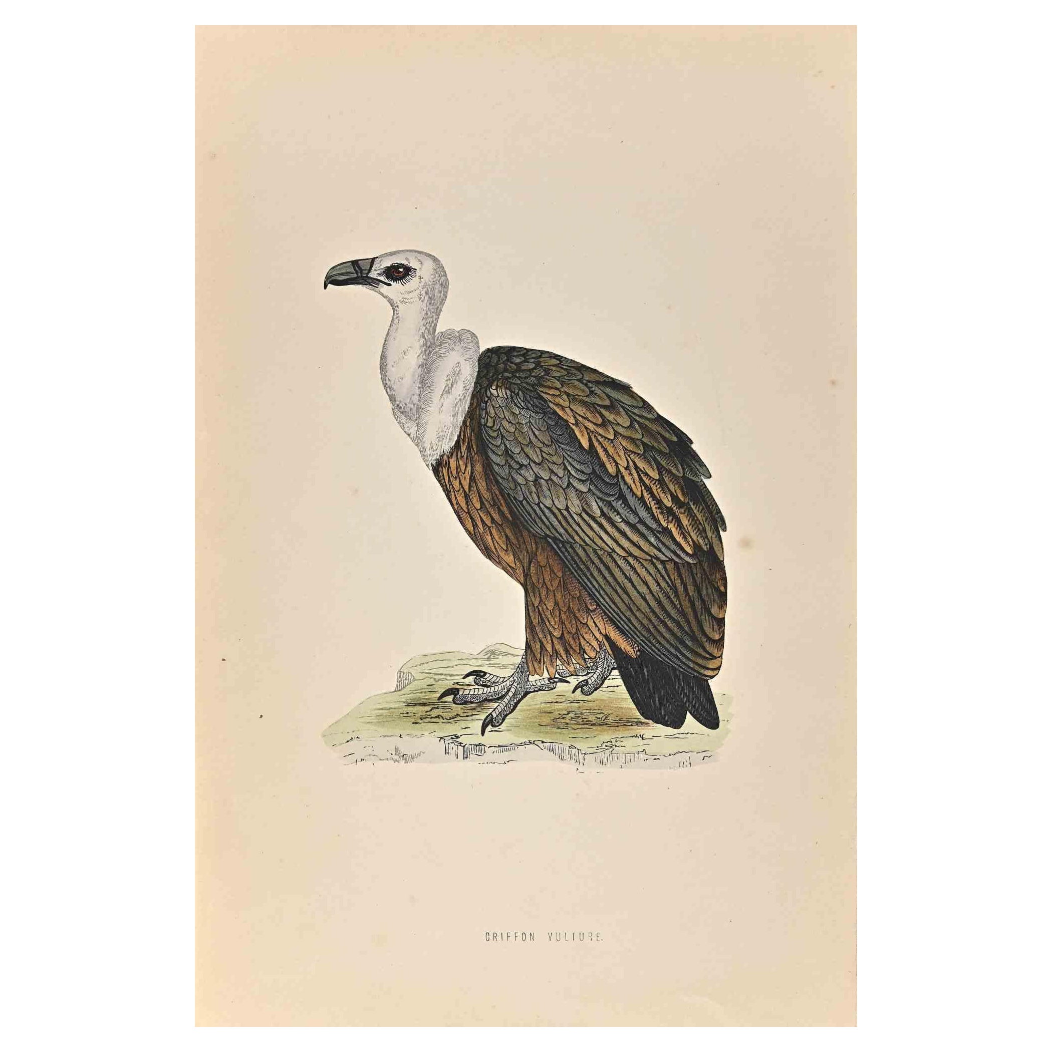 vulture alice in wonderland