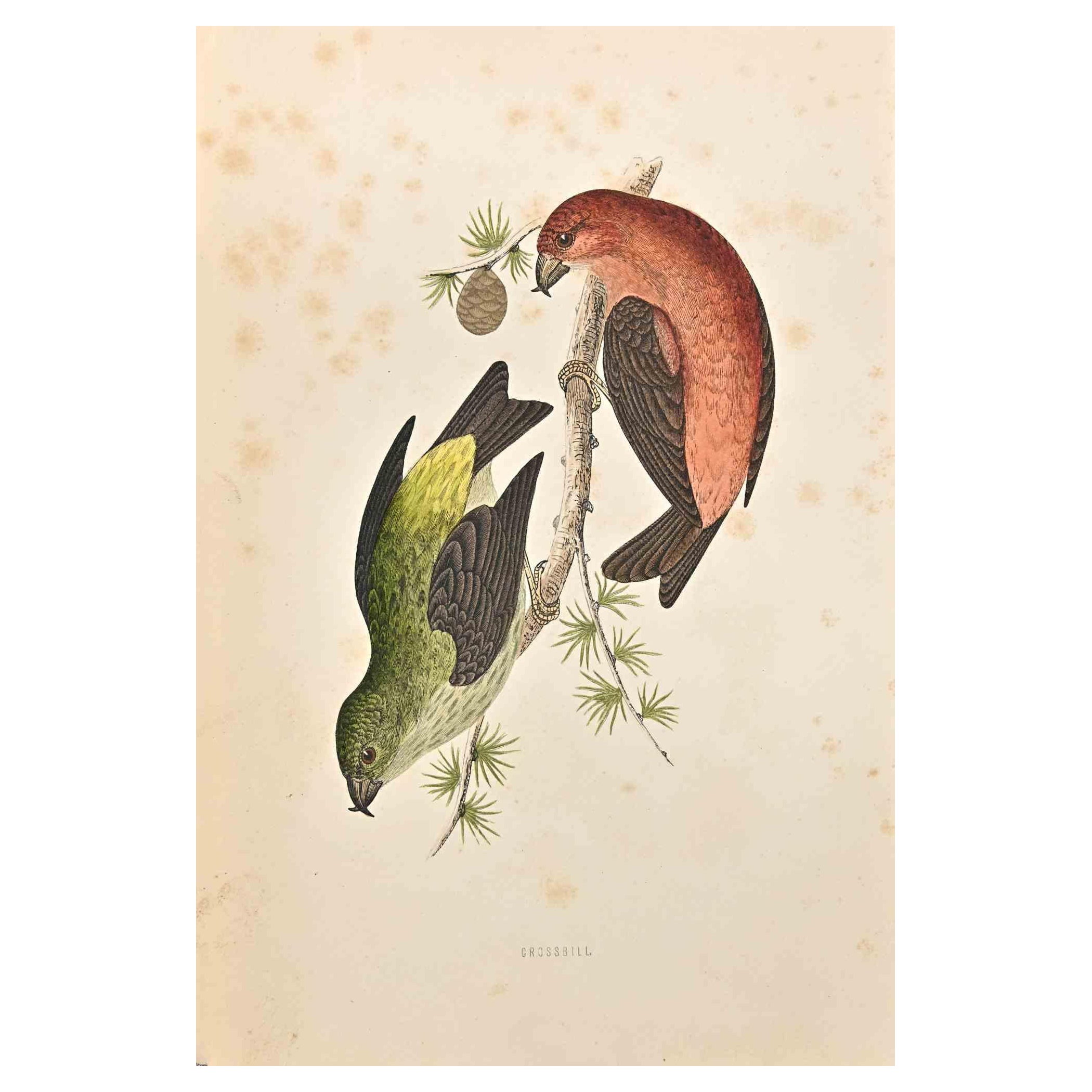 Grossbill  is a modern artwork realized in 1870 by the British artist Alexander Francis Lydon (1836-1917) . 

Woodcut print, hand colored, published by London, Bell & Sons, 1870.  Name of the bird printed in plate. This work is part of a print suite