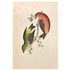 Grossbill - Impression sur bois d'Alexander Francis Lydon  - 1870