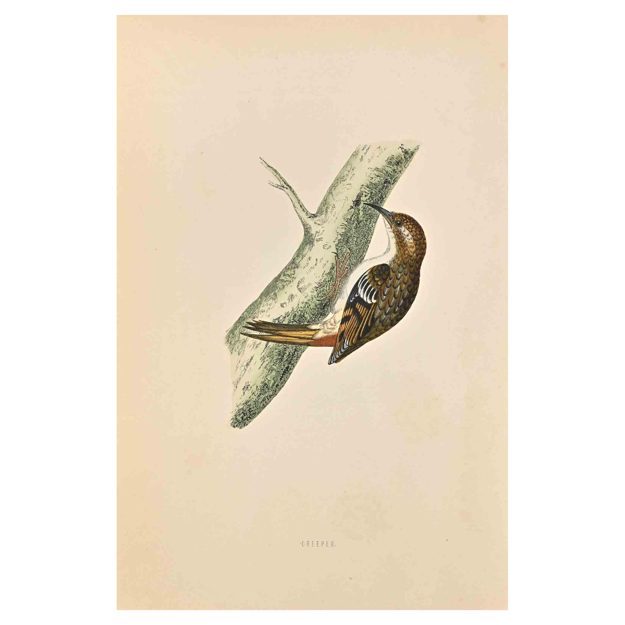 Creeper  is a modern artwork realized in 1870 by the British artist Alexander Francis Lydon (1836-1917) . 

Woodcut print, hand colored, published by London, Bell & Sons, 1870.  Name of the bird printed in plate. This work is part of a print suite