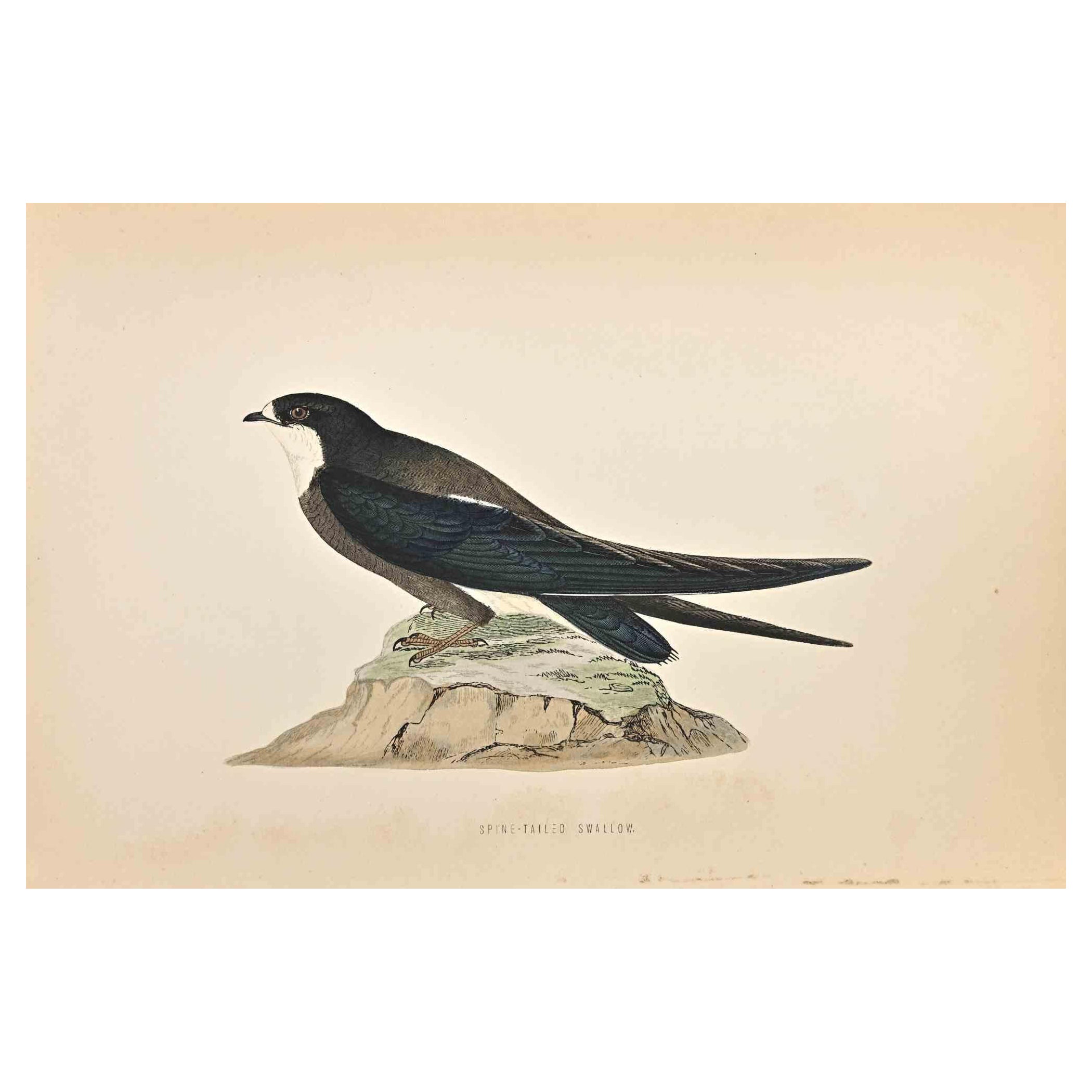Spine-Tailed Swallow is a modern artwork realized in 1870 by the British artist Alexander Francis Lydon (1836-1917) . 

Woodcut print, hand colored, published by London, Bell & Sons, 1870.  Name of the bird printed in plate. This work is part of a