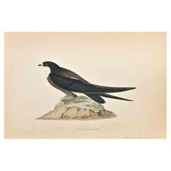 Antique Spine-Tailed Swallow - Woodcut Print by Alexander Francis Lydon  - 1870