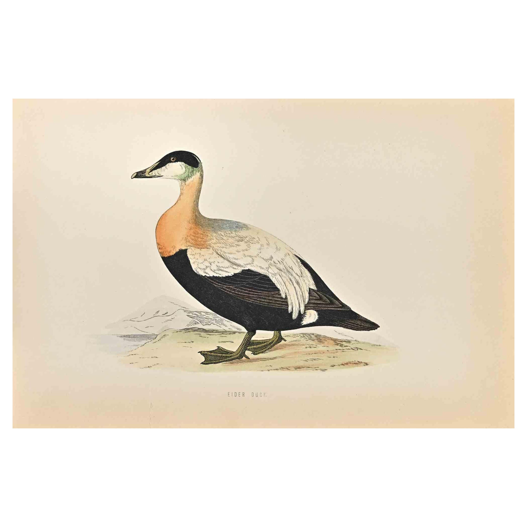 Alexander Francis Lydon - Eider Duck - Impression sur bois d'Alexander  Francis Lydon - 1870 En vente sur 1stDibs