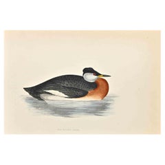 Red-Necked Grebe - Woodcut Print by Alexander Francis Lydon  - 1870