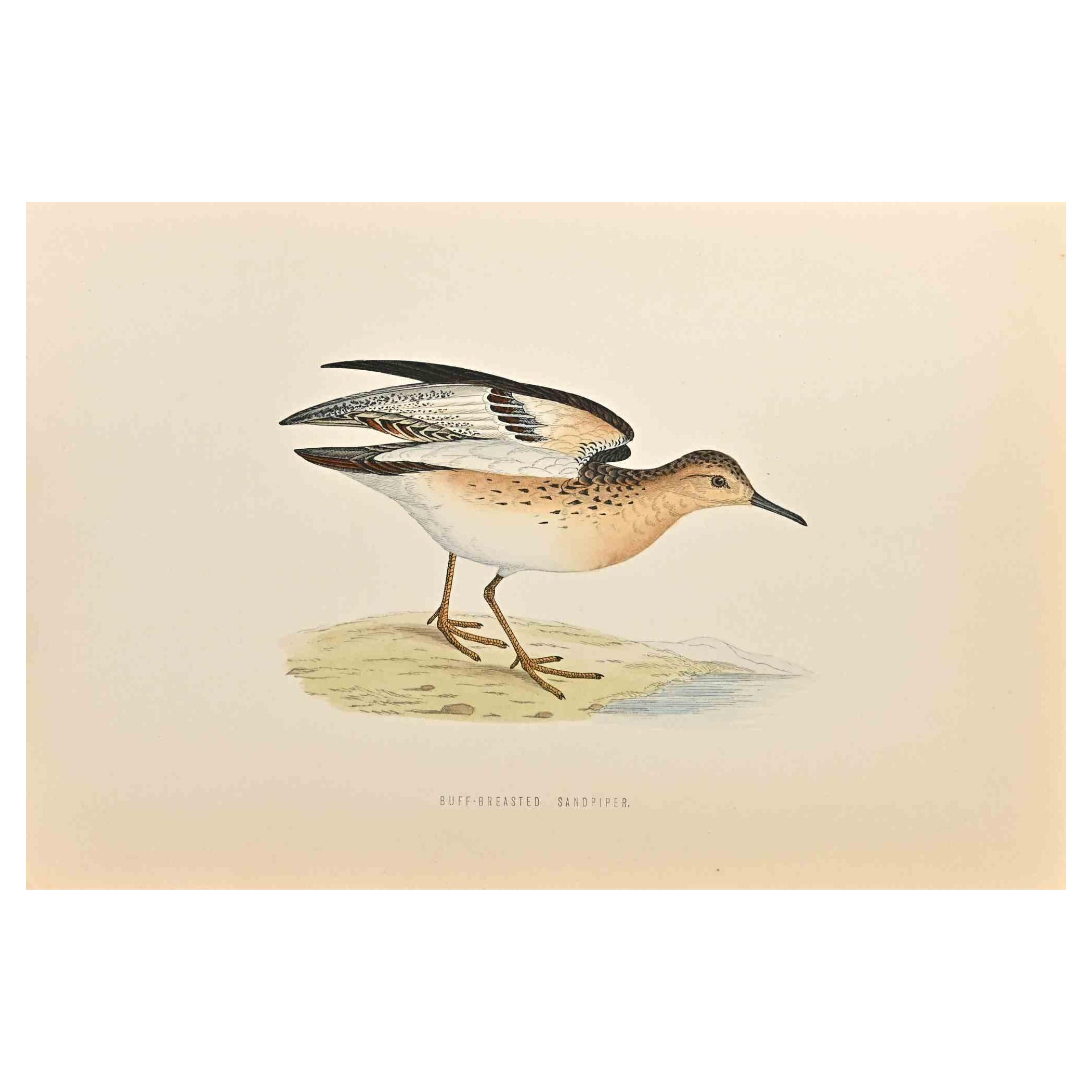 Buff-Breasted Sandpiper ist ein modernes Kunstwerk, das 1870 von dem britischen Künstler Alexander Francis Lydon (1836-1917) geschaffen wurde.

Holzschnitt auf elfenbeinfarbenem Papier.

Handkoloriert, herausgegeben von London, Bell & Sons, 1870. 