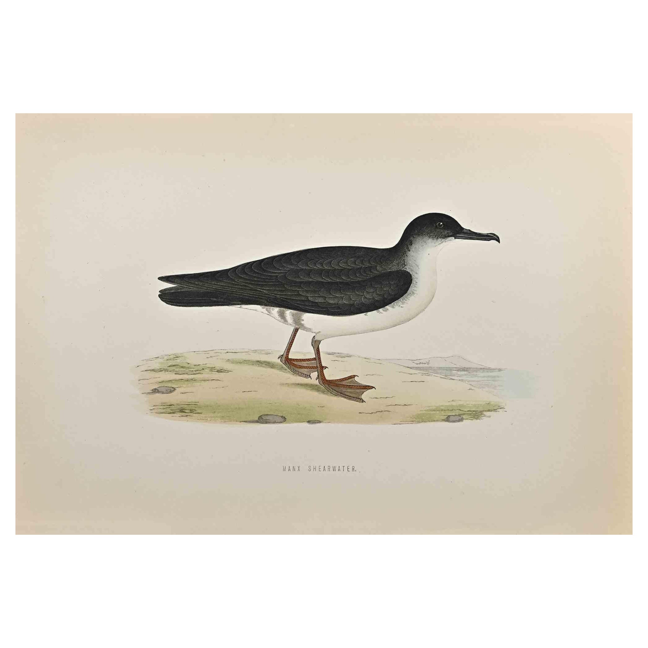 Manx Shearwater is a modern artwork realized in 1870 by the British artist Alexander Francis Lydon (1836-1917).

Woodcut print on ivory-colored paper.

Hand-colored, published by London, Bell & Sons, 1870.  

The name of the bird is printed on the