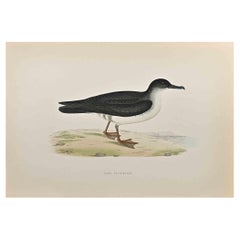 Manx Shearwater - Woodcut Print by Alexander Francis Lydon  - 1870