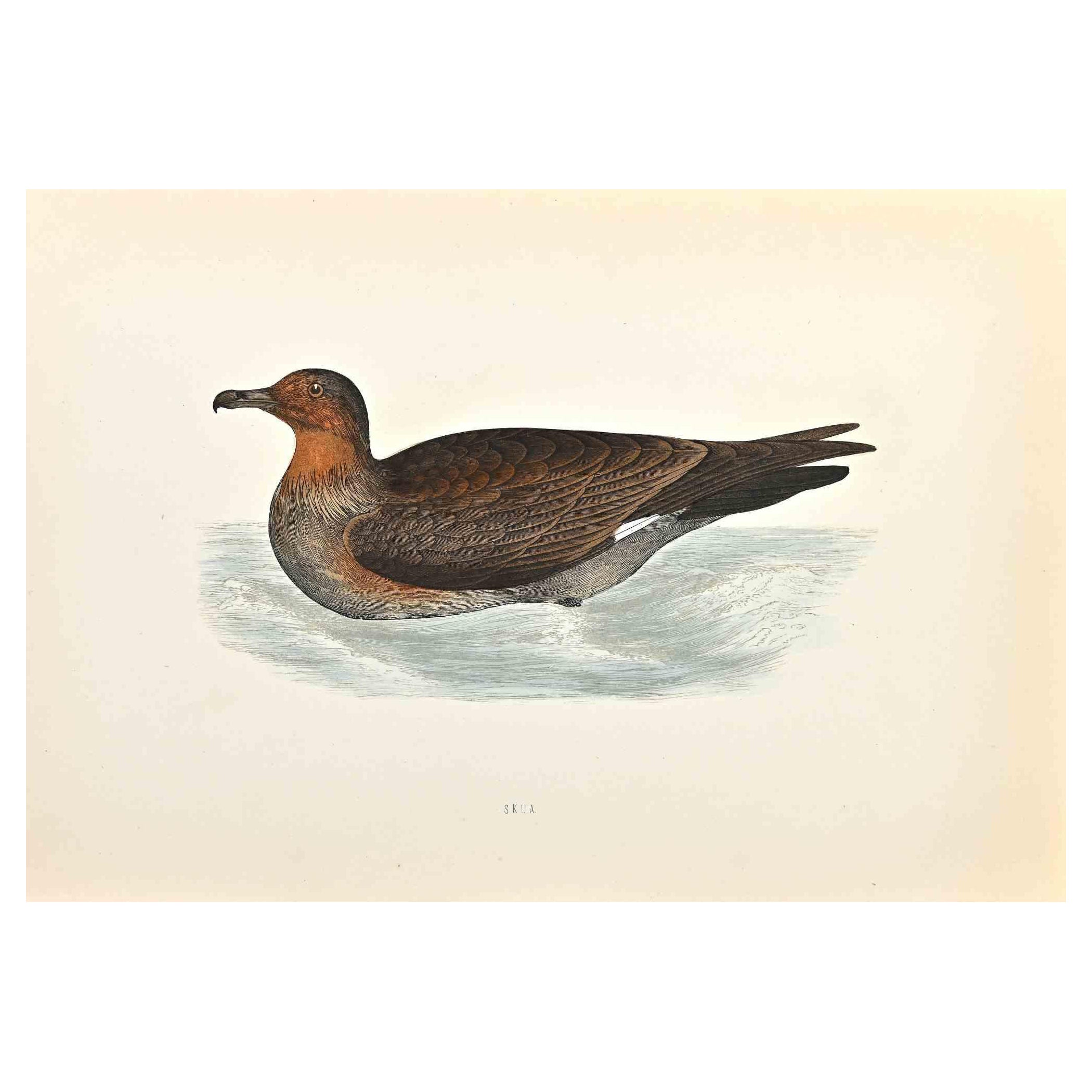 Skua is a modern artwork realized in 1870 by the British artist Alexander Francis Lydon (1836-1917).

Woodcut print on ivory-colored paper.

Hand-colored, published by London, Bell & Sons, 1870.  

The name of the bird is printed on the plate. This