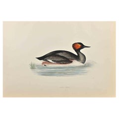 Eared Grebe - Holzschnitt von Alexander Francis Lydon  - 1870