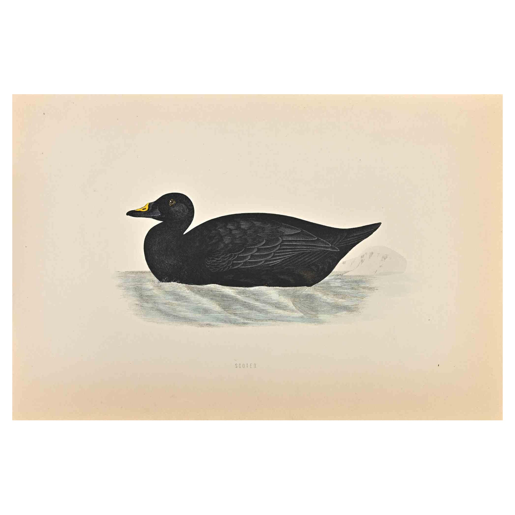 Scoter is a modern artwork realized in 1870 by the British artist Alexander Francis Lydon (1836-1917).

Woodcut print on ivory-colored paper.

Hand-colored, published by London, Bell & Sons, 1870.  

The name of the bird is printed on the plate.