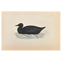 Used Scoter - Woodcut Print by Alexander Francis Lydon  - 1870