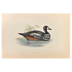 Harlequin Duck - Woodcut Print by Alexander Francis Lydon  - 1870