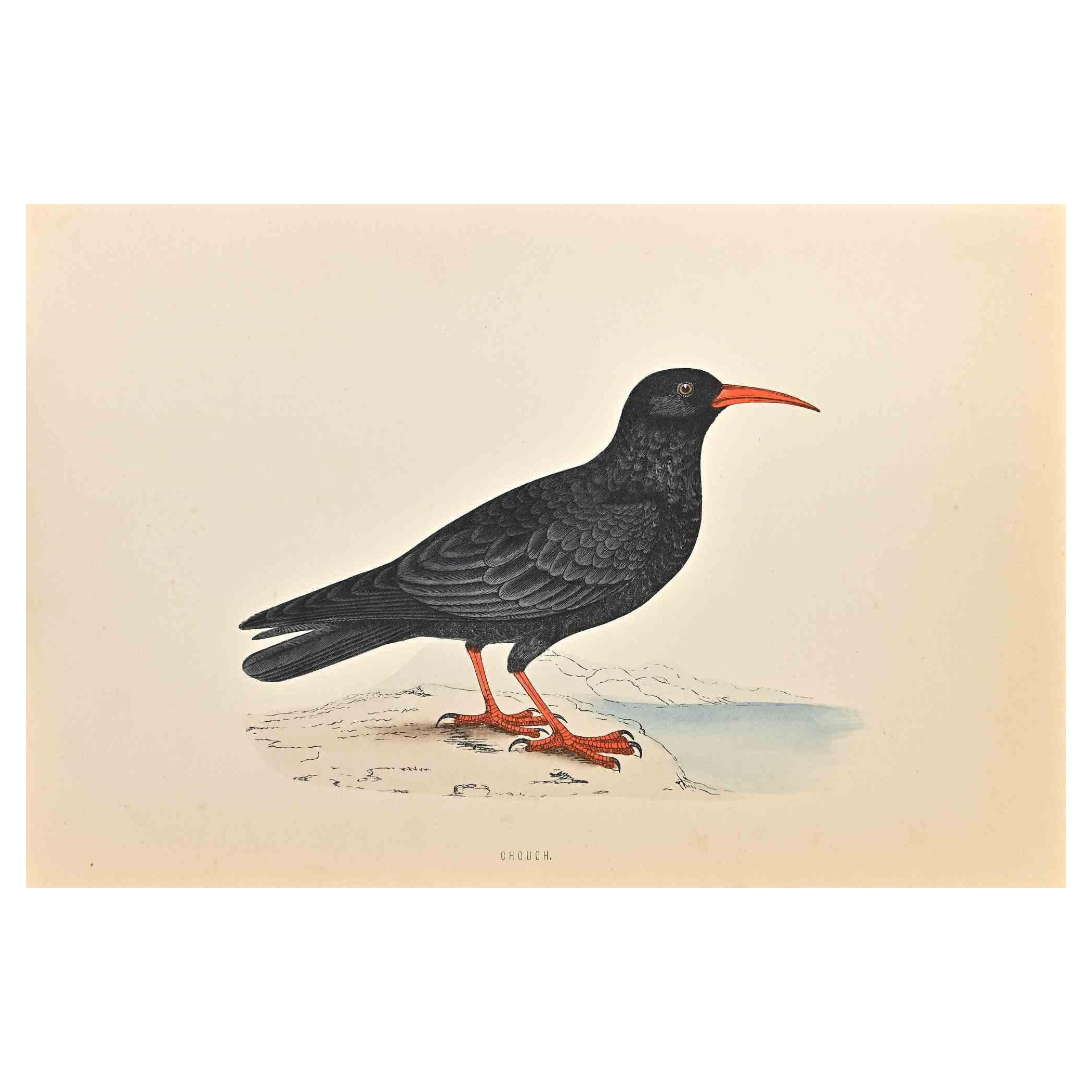 Chough is a modern artwork realized in 1870 by the British artist Alexander Francis Lydon (1836-1917).

Woodcut print on ivory-colored paper.

Hand-colored, published by London, Bell & Sons, 1870.  

The name of the bird is printed on the plate.