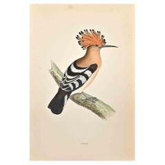 Antique Hoopoe - Woodcut Print by Alexander Francis Lydon  - 1870