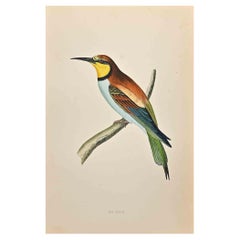 Antique Bee-Eater - Woodcut Print by Alexander Francis Lydon  - 1870